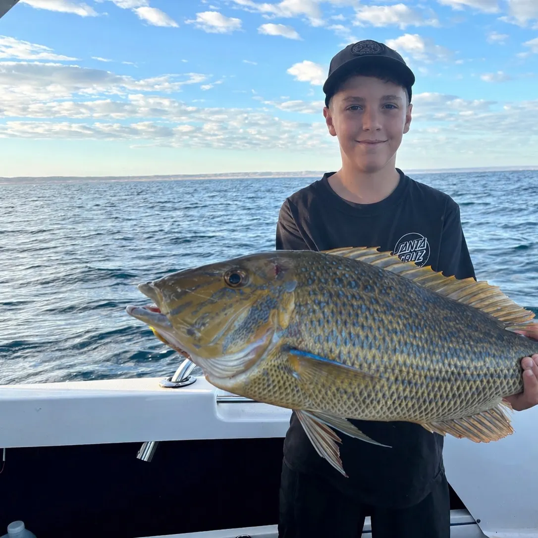 The most recent Spangled emperor catches on Fishbrain