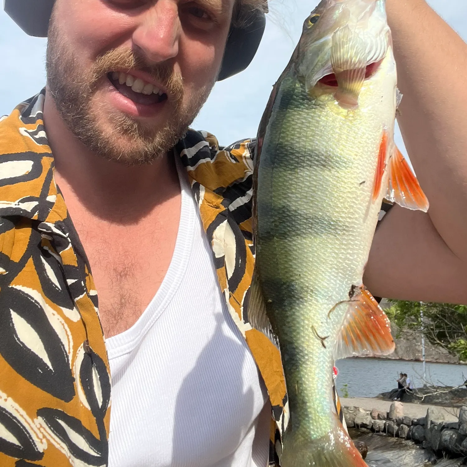 European perch caught on Fishbrain
