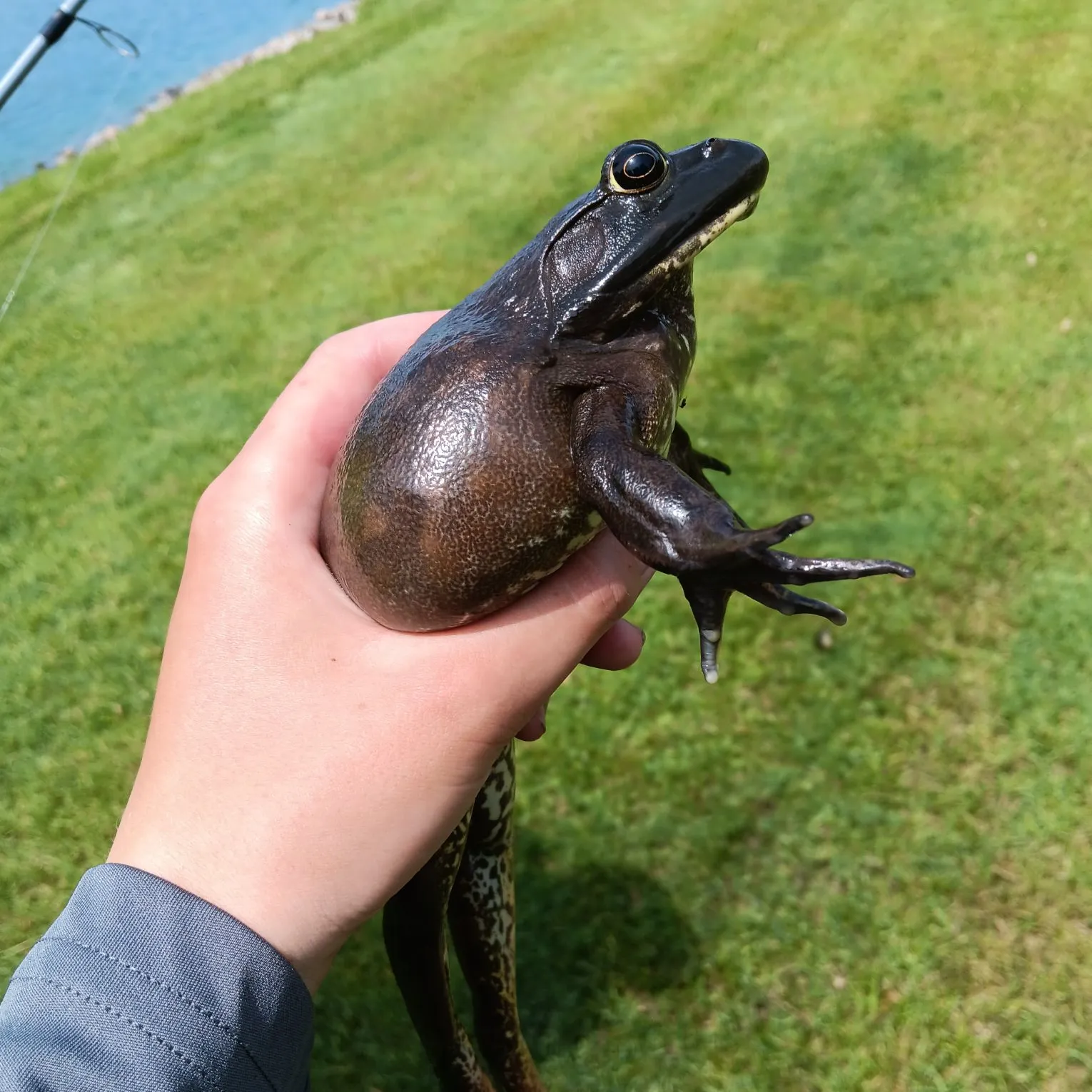 The most recent American bullfrog catches on Fishbrain