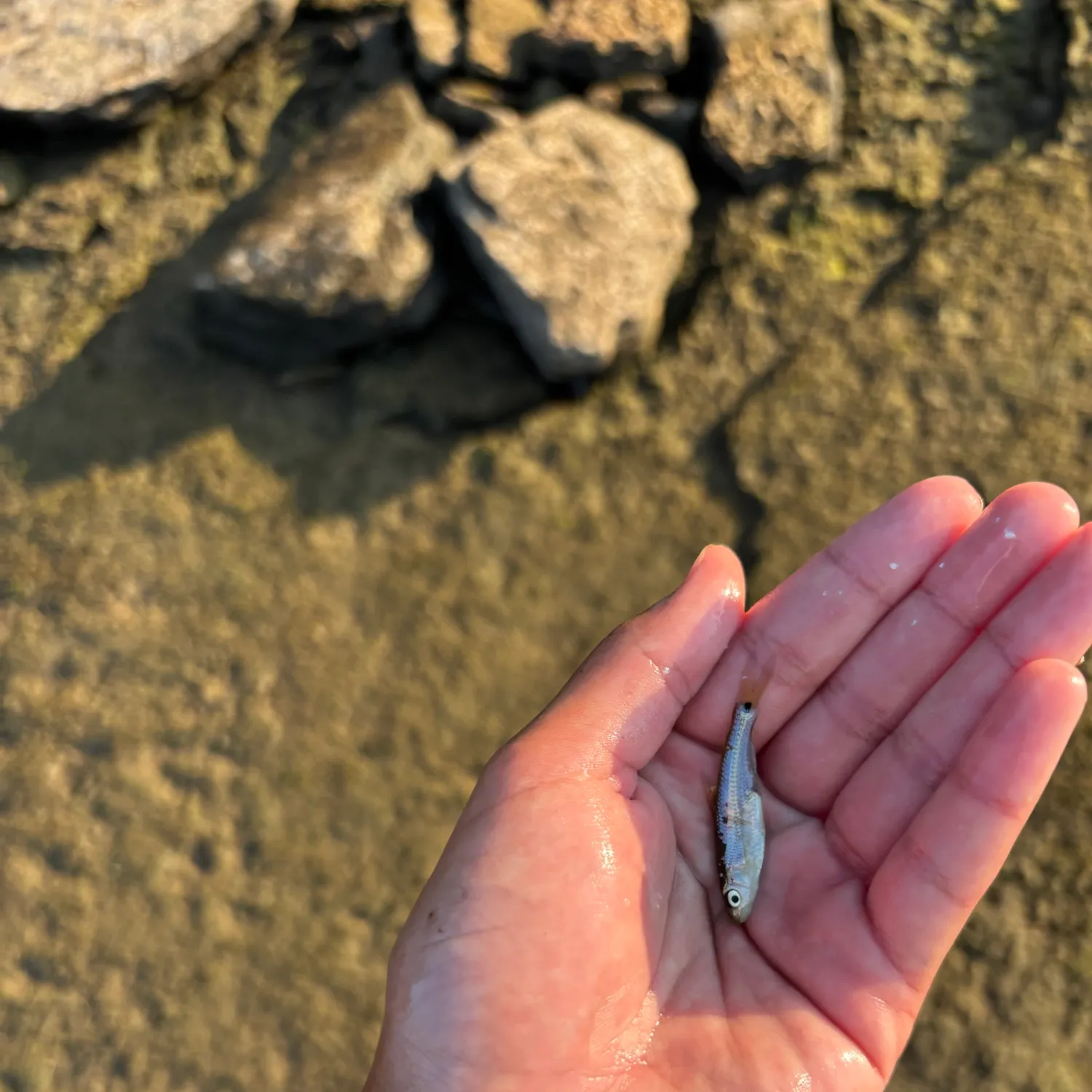 The most recent Blackspotted topminnow catches on Fishbrain