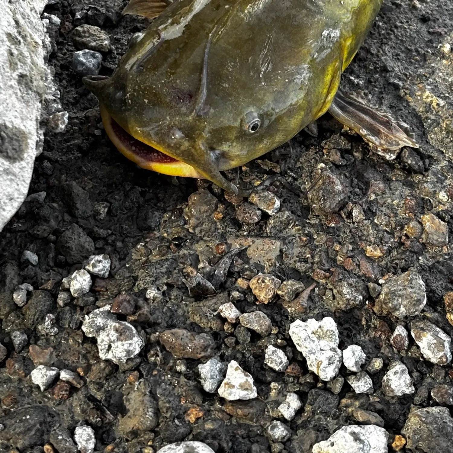 Black bullhead caught on Fishbrain