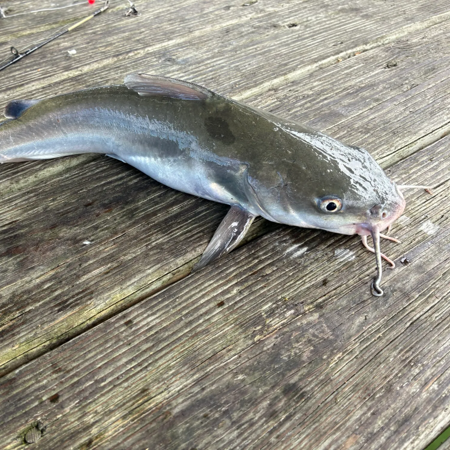 Hardhead sea catfish caught on Fishbrain