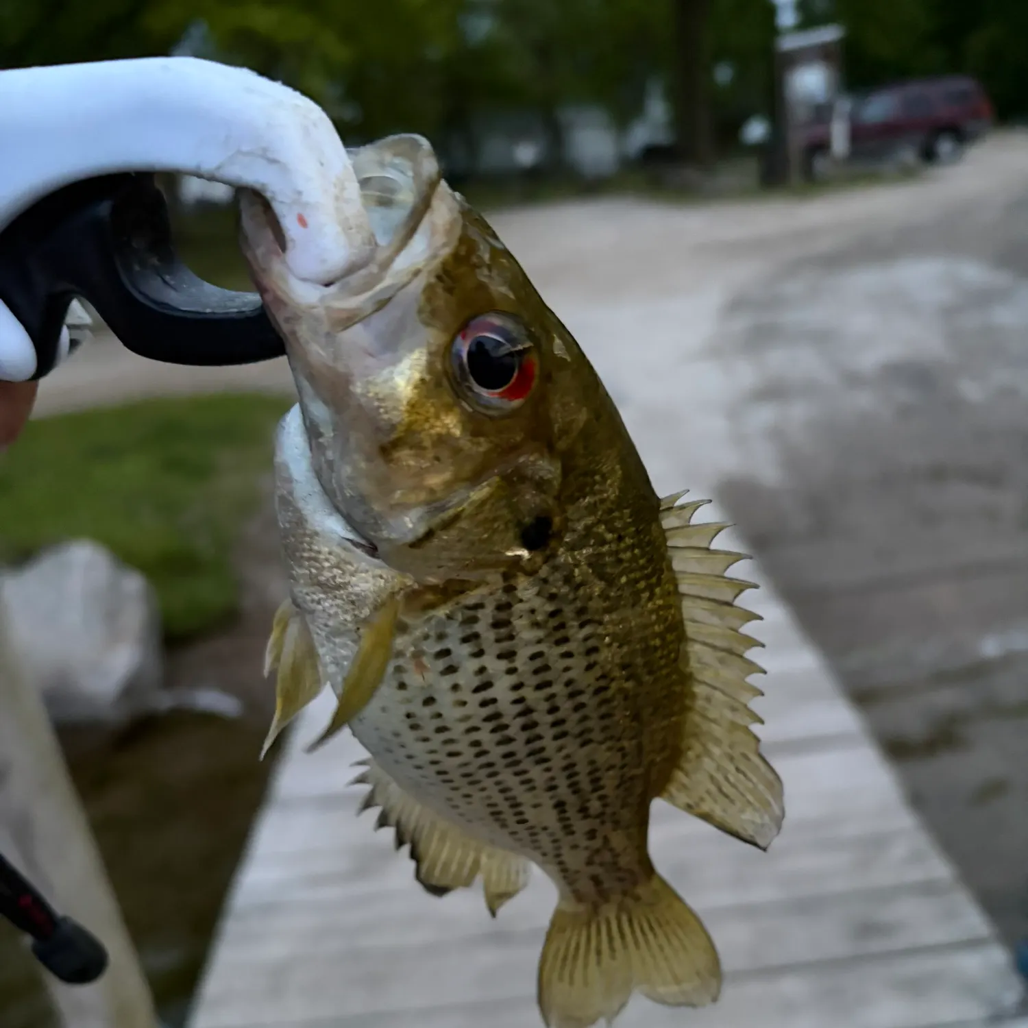 catch