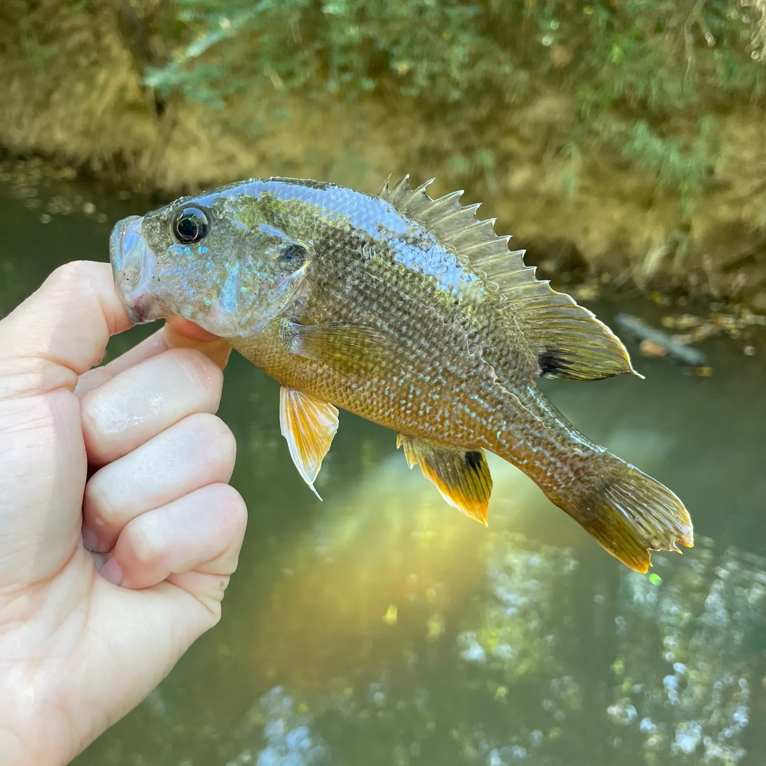 Green sunfish caught on Fishbrain