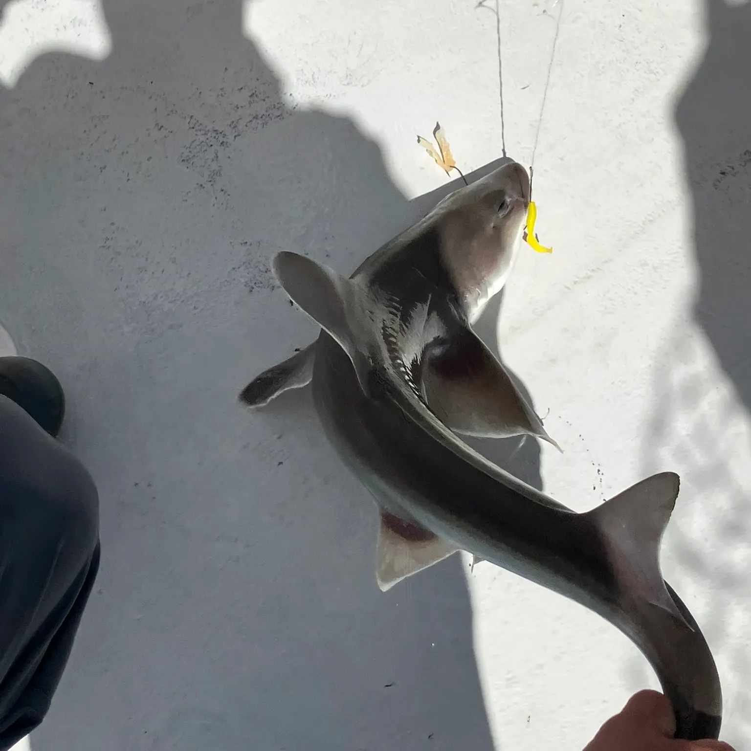 The most recent Dusky smooth-hound catches on Fishbrain