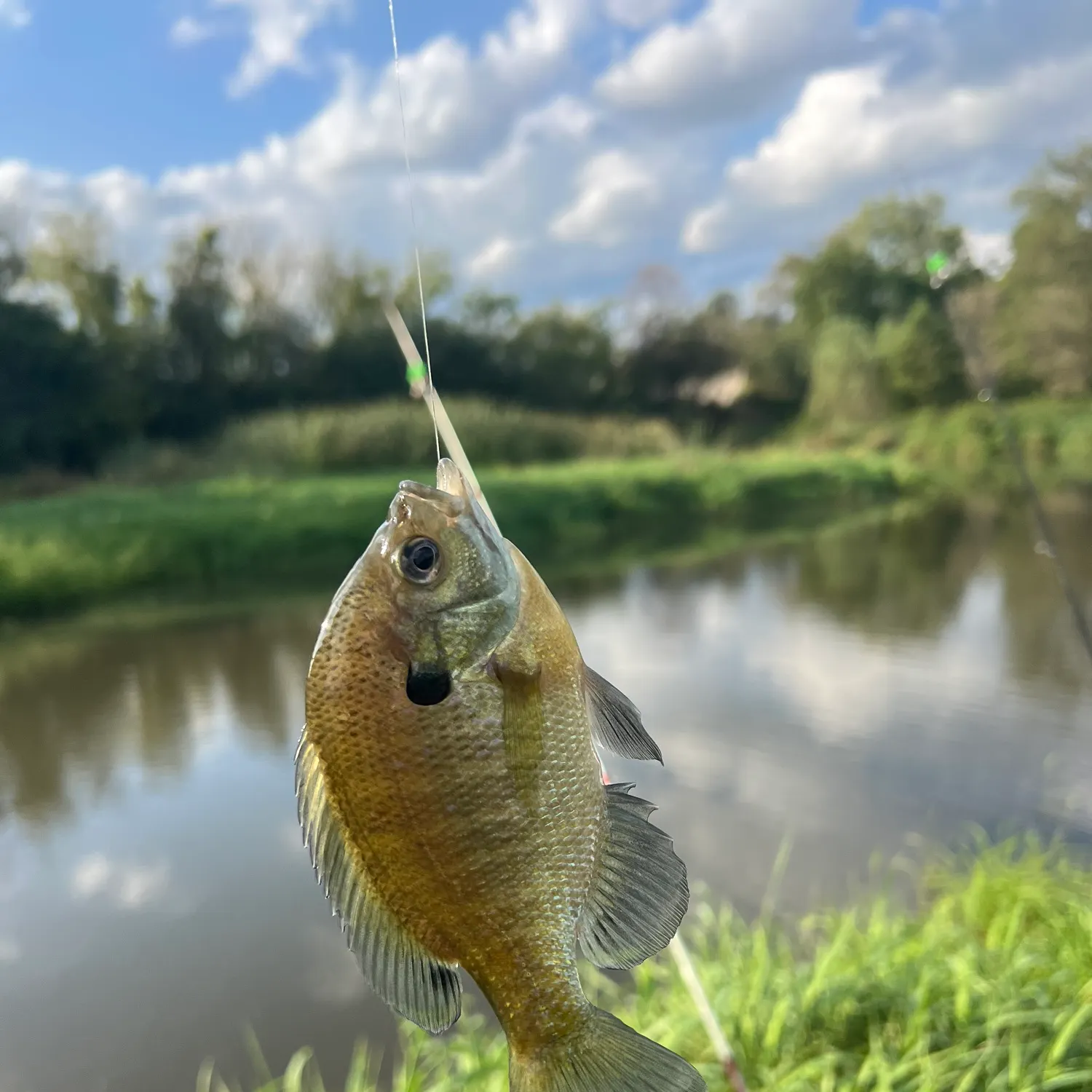 Bluegill caught on Fishbrain