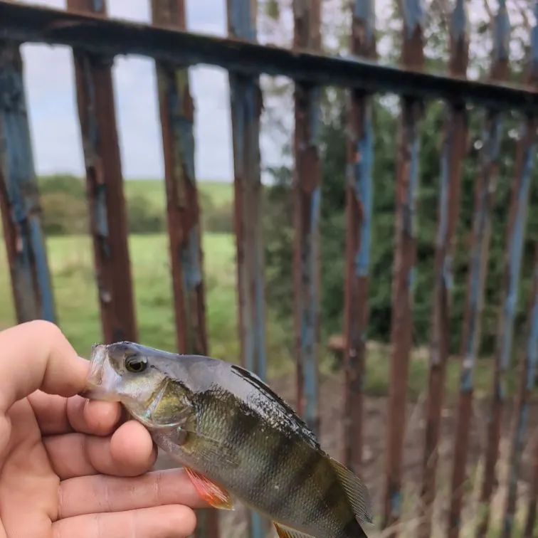 European perch caught on Fishbrain