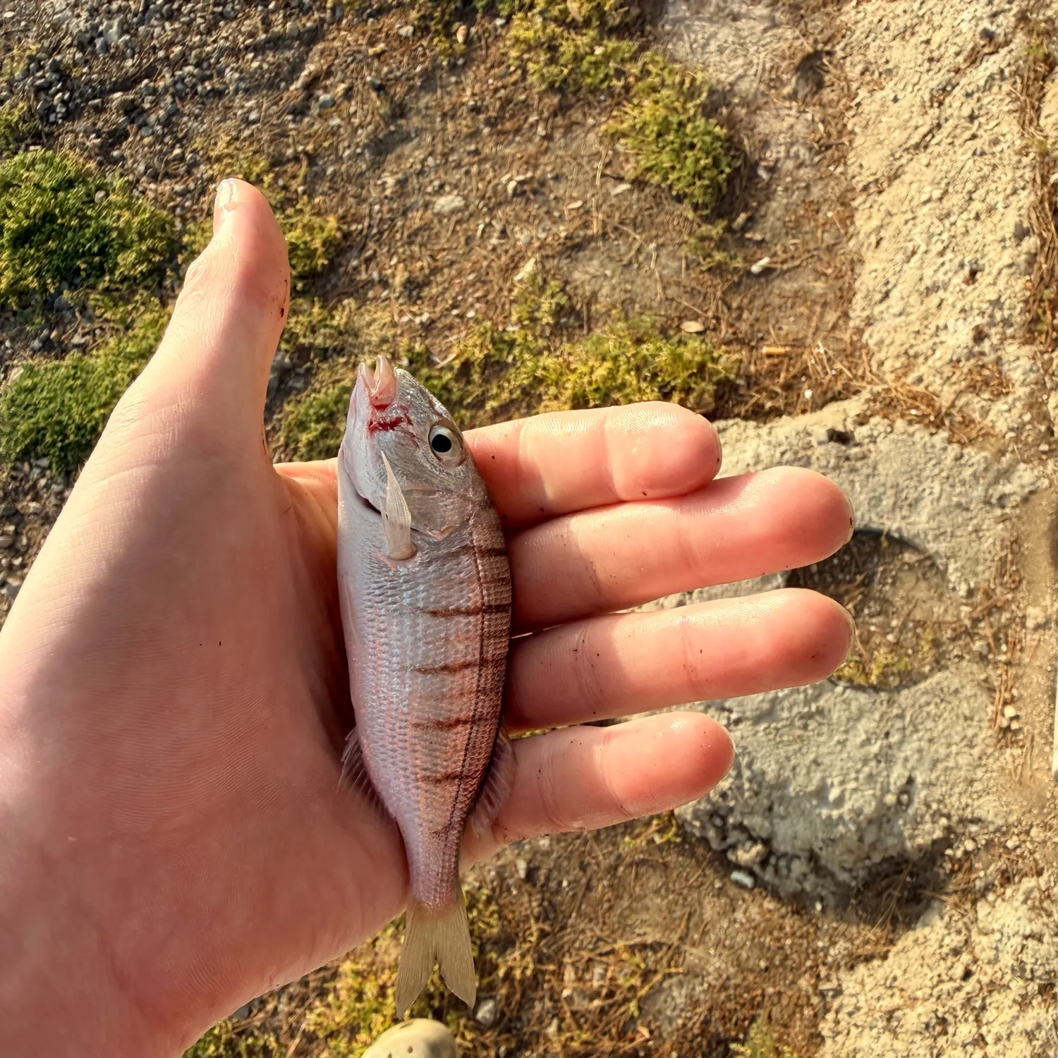 The most recent Striped seabream catches on Fishbrain