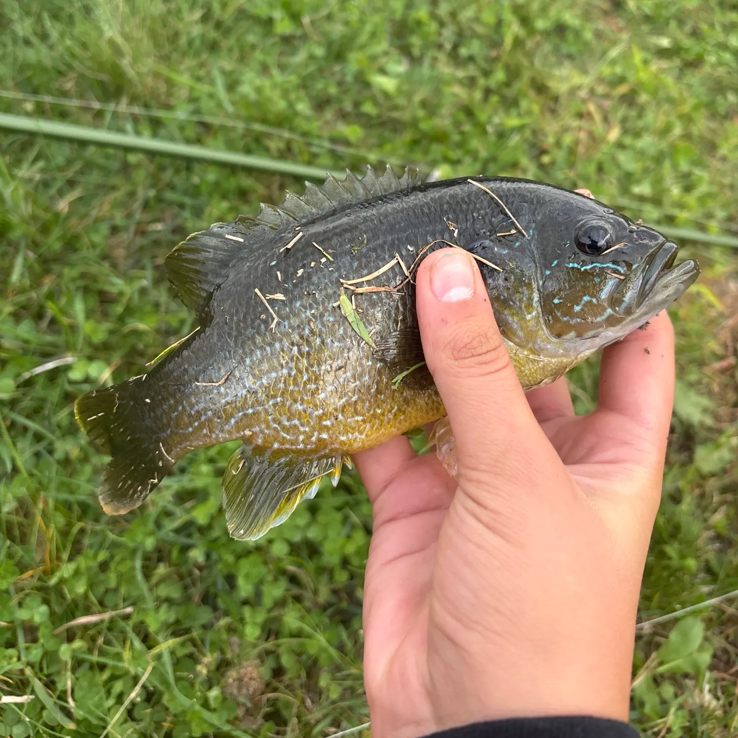 Green sunfish caught on Fishbrain