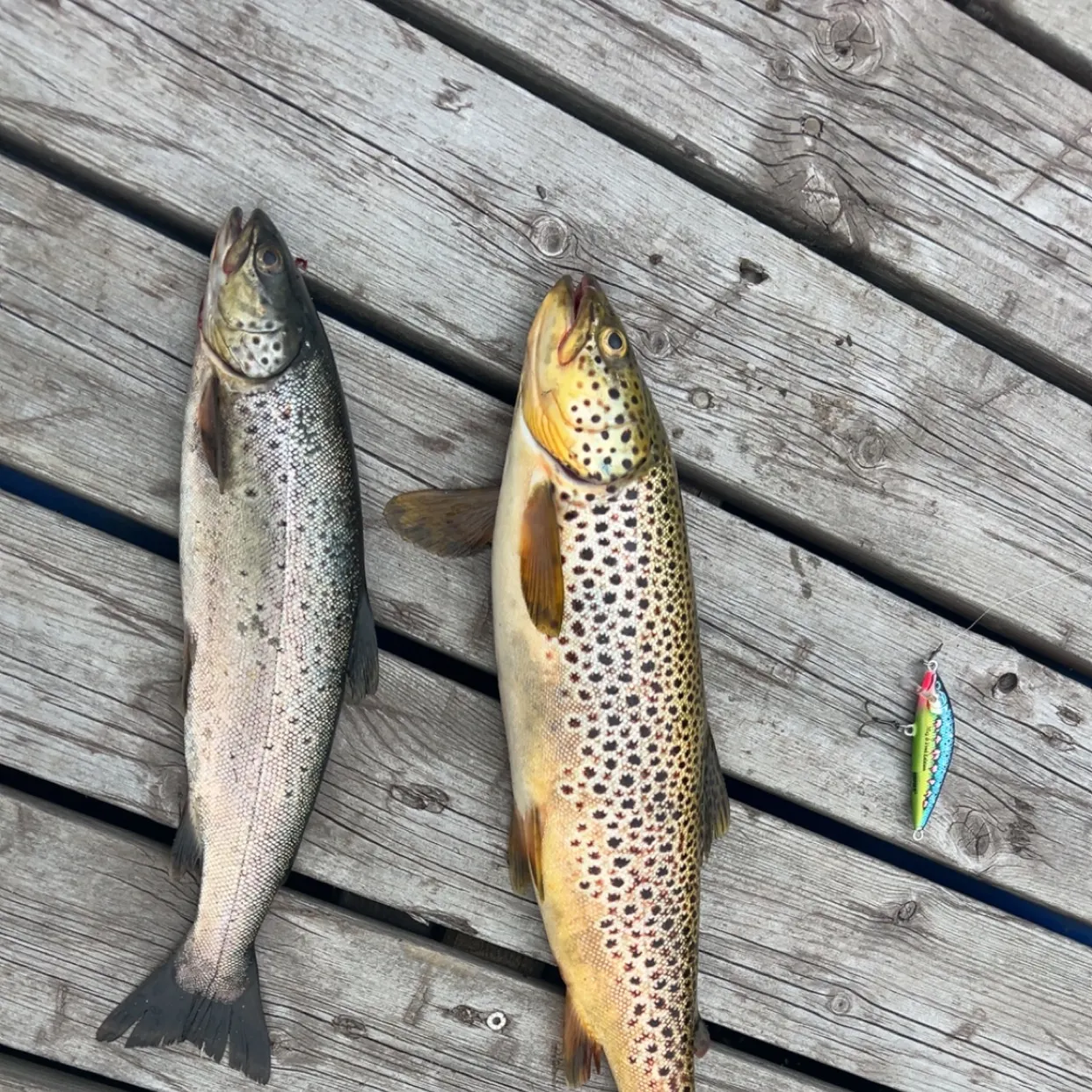 The most recent Brown trout catches on Fishbrain