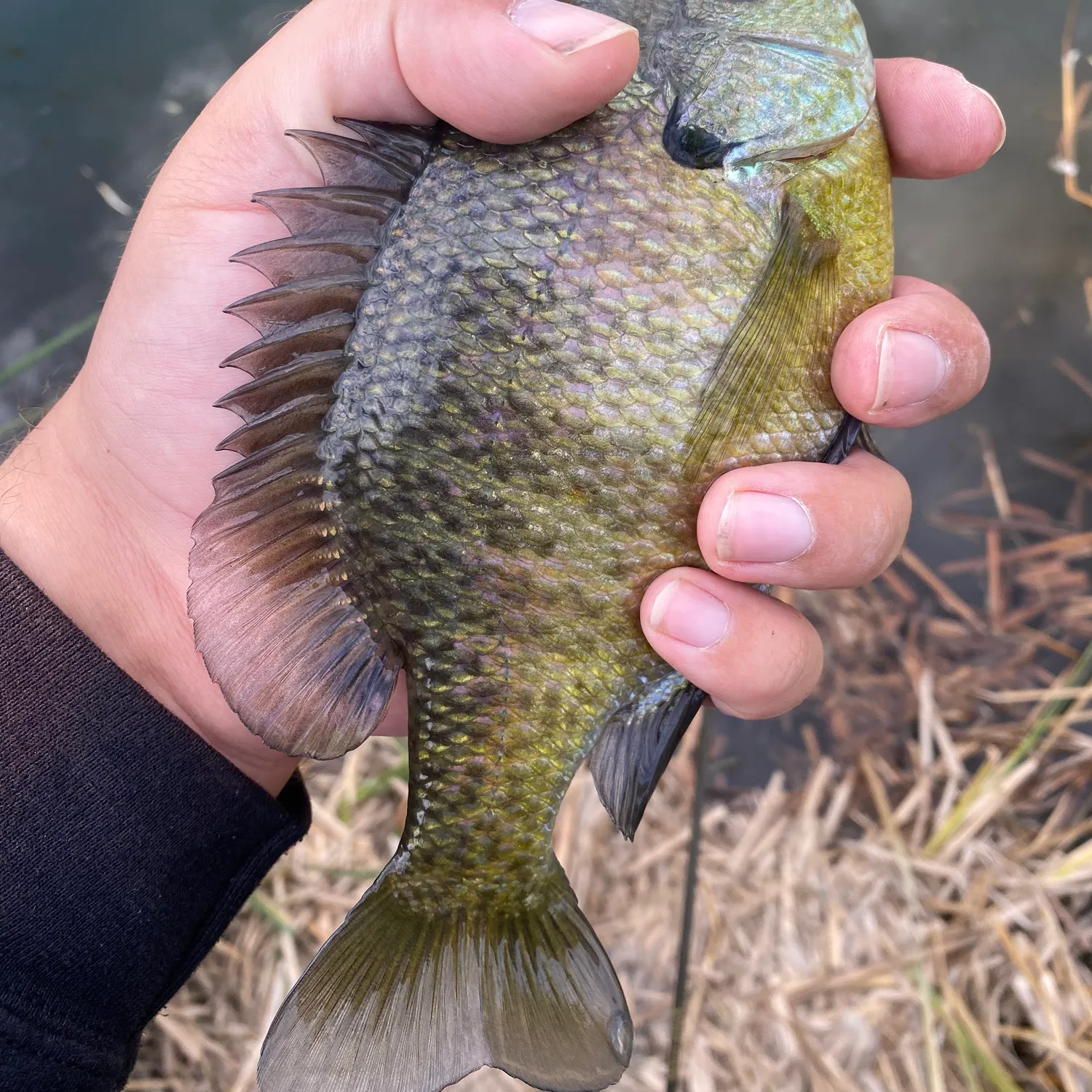 Bluegill caught on Fishbrain