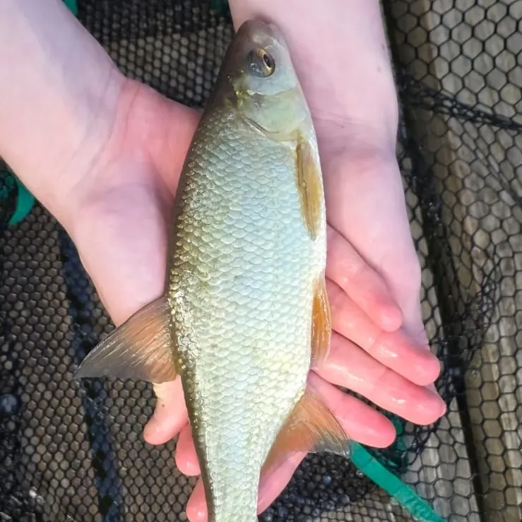 The most recent Common roach catches on Fishbrain