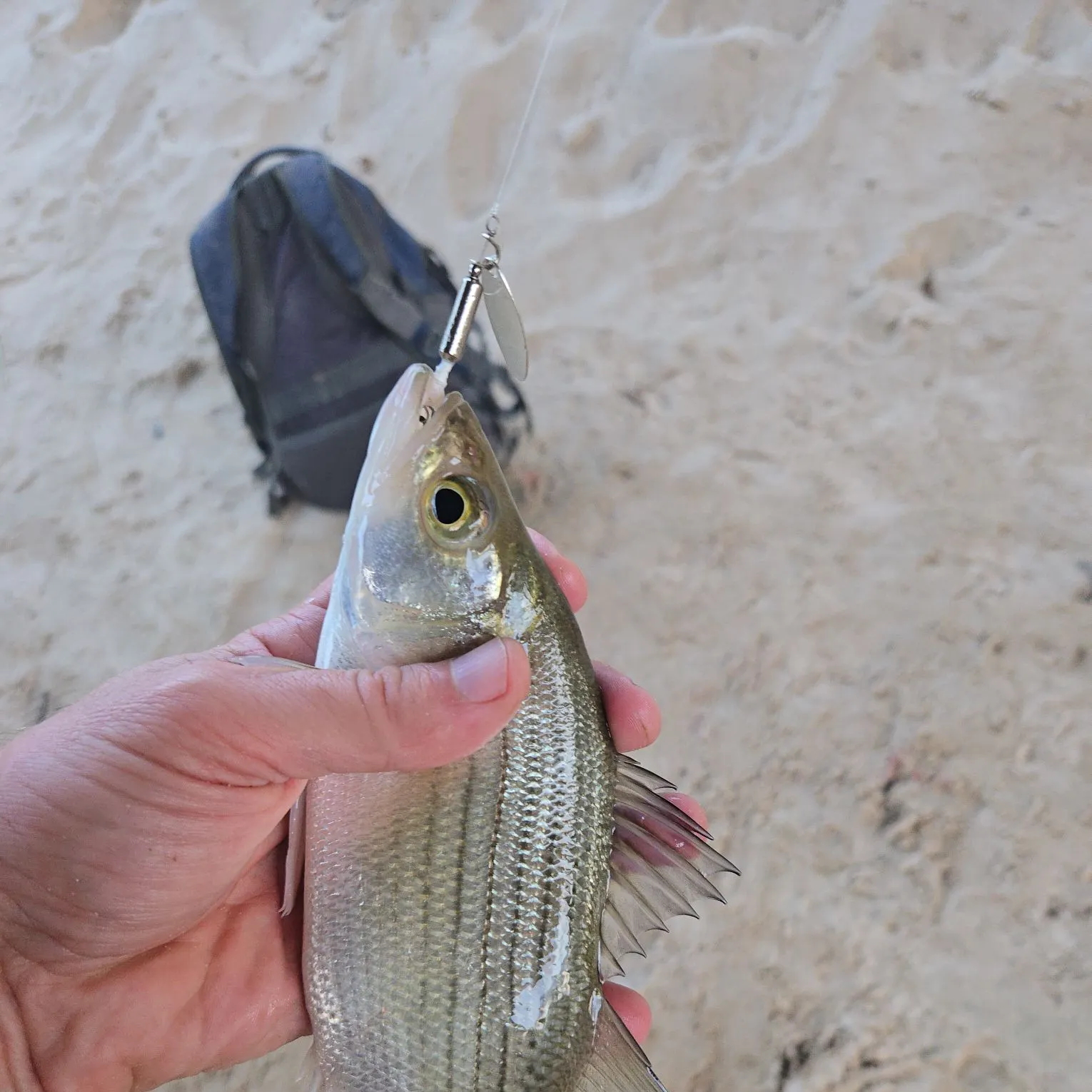The most recent White bass catches on Fishbrain