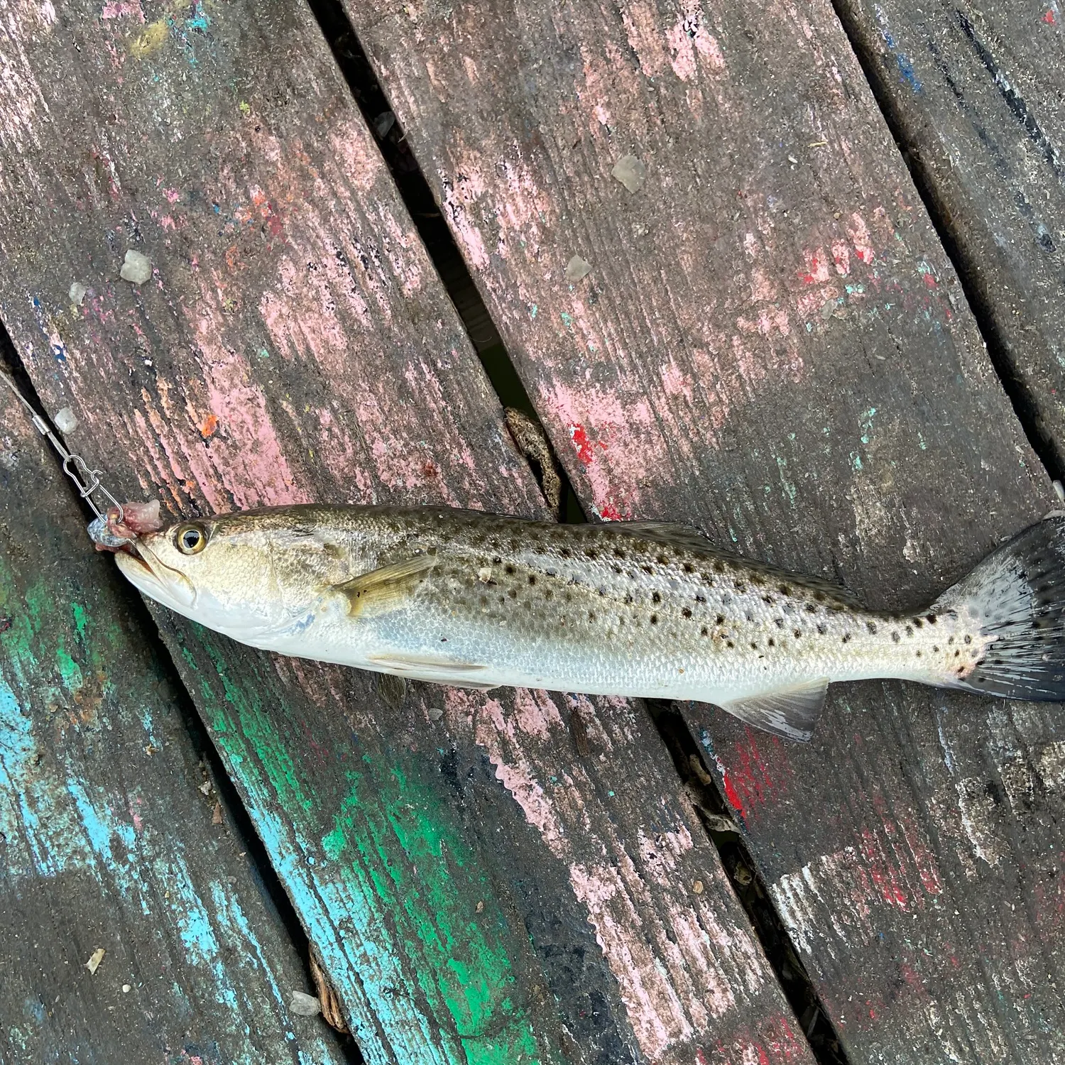 The most recent Spotted seatrout catches on Fishbrain