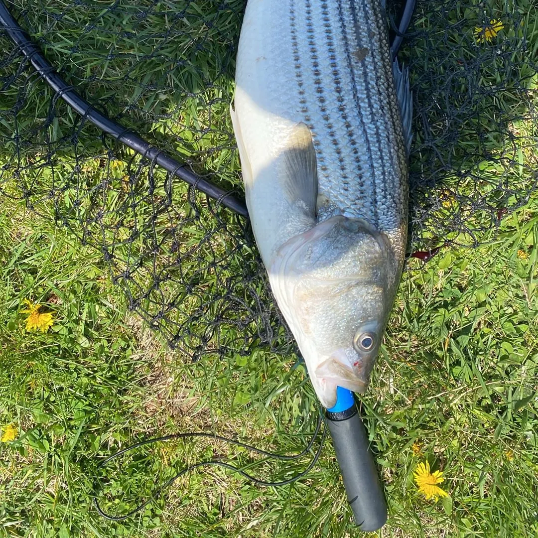 The most recent Striped bass catches on Fishbrain