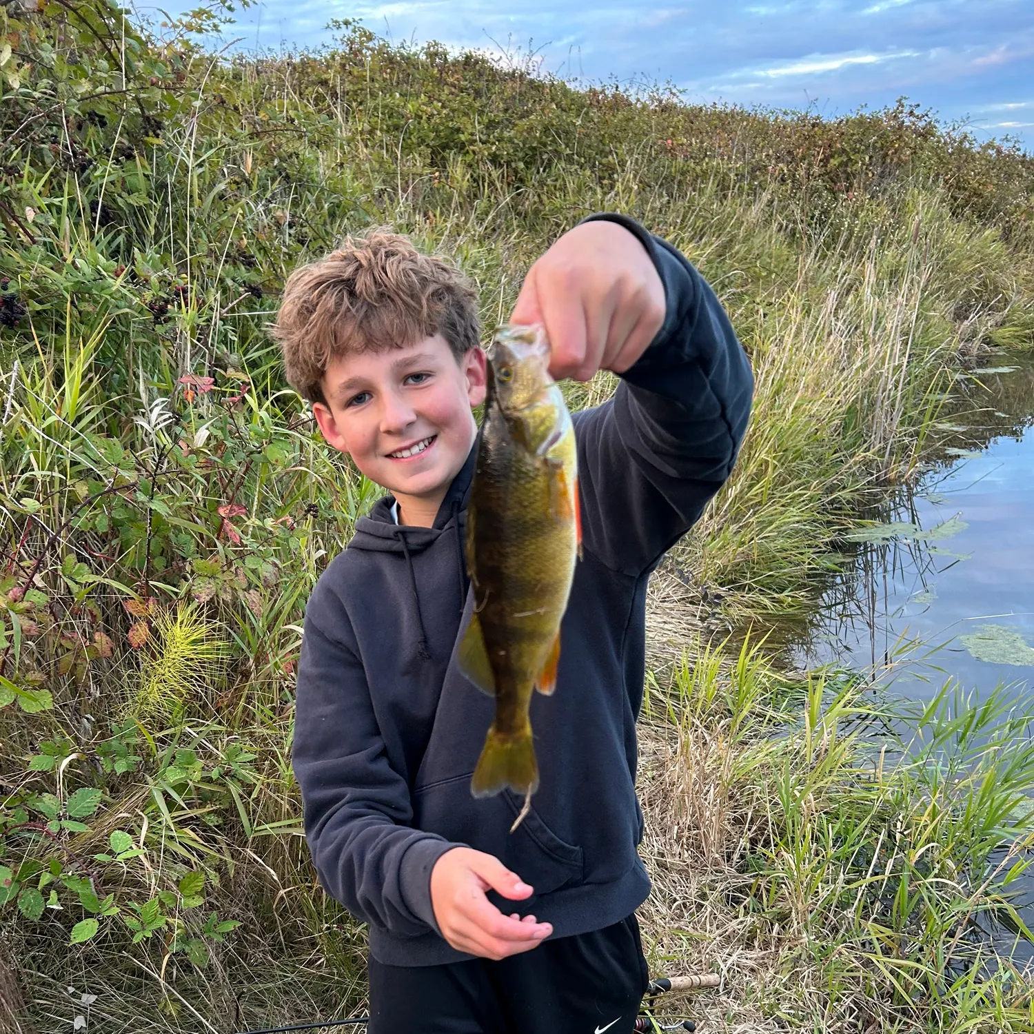 Yellow perch caught on Fishbrain