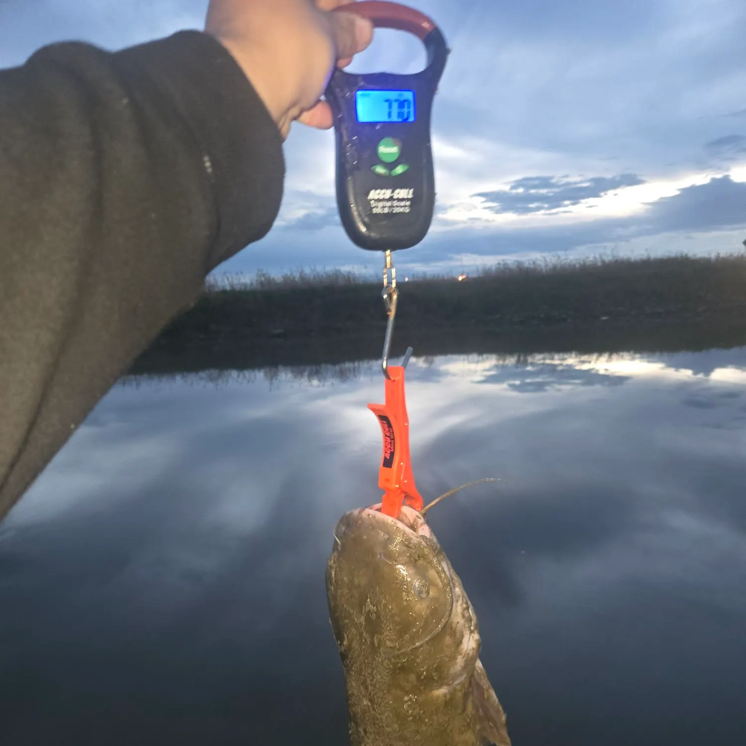 Channel catfish caught on Fishbrain