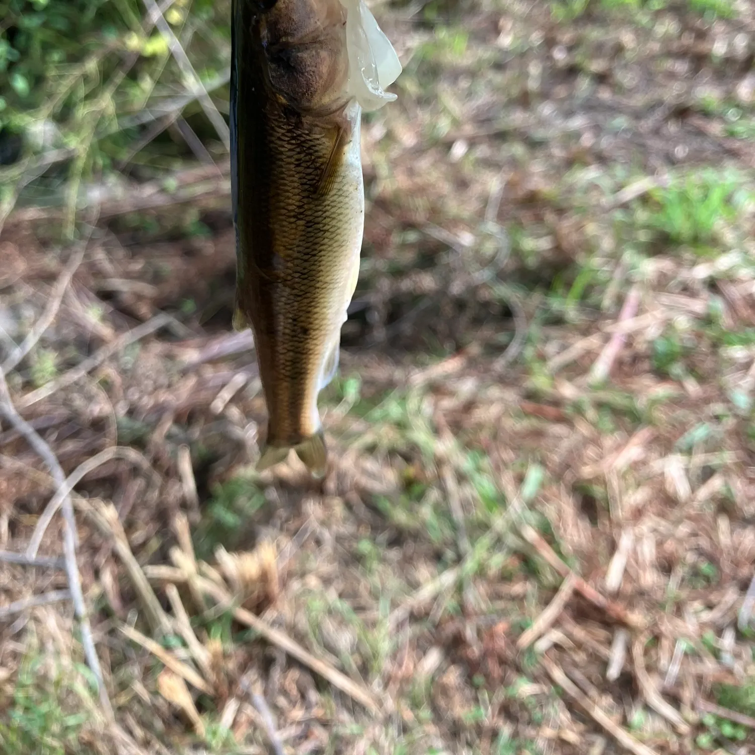 Creek chub caught on Fishbrain