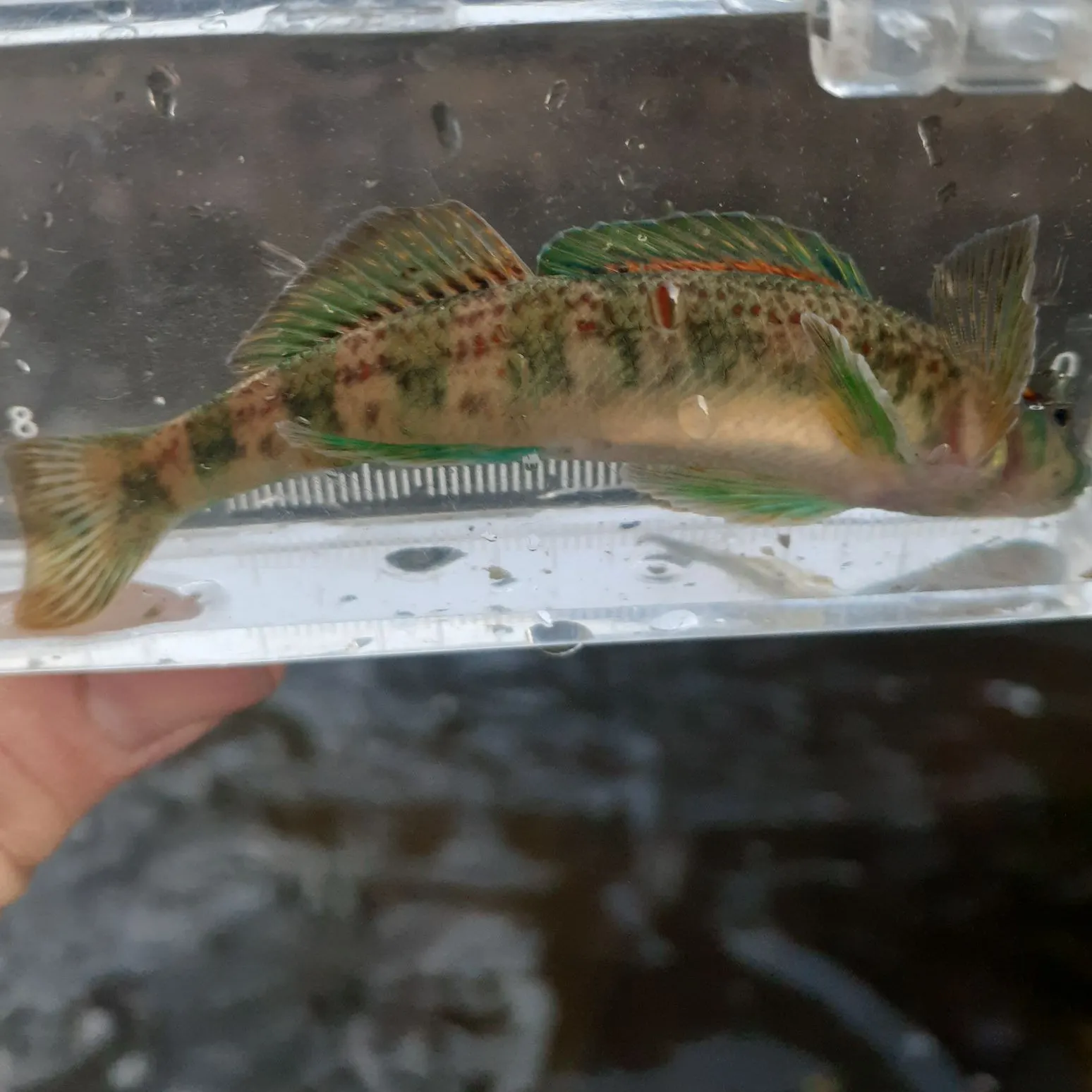 The most recent Greenside darter catches on Fishbrain