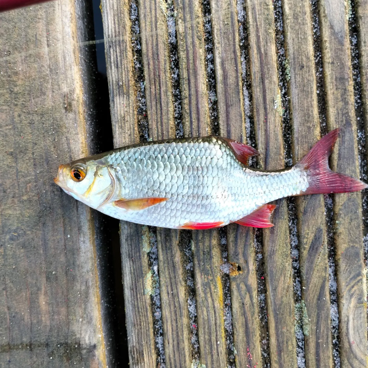 Common roach caught on Fishbrain