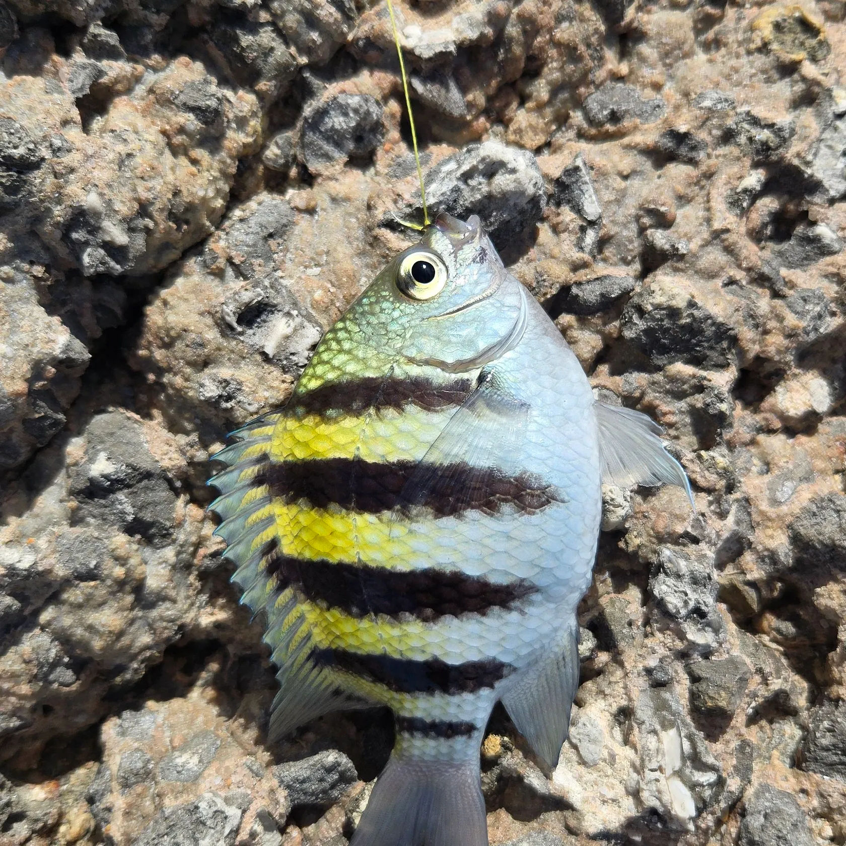 The most recent Indo-Pacific sergeant catches on Fishbrain