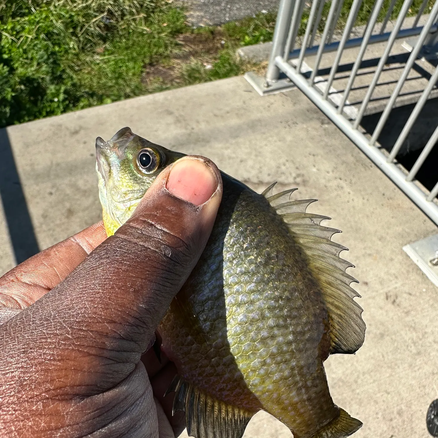 Bluegill caught on Fishbrain