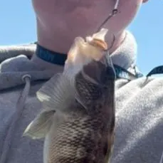 The most recent Rock sea bass catches on Fishbrain