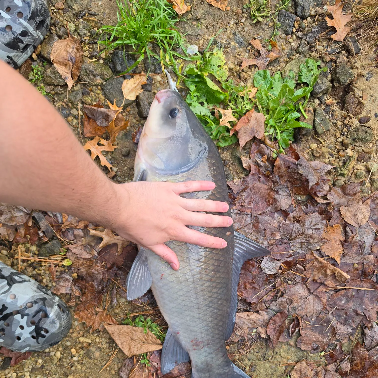 Smallmouth buffalo caught on Fishbrain