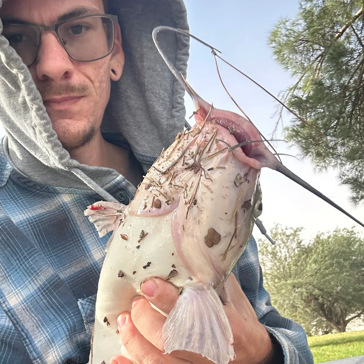 Channel catfish caught on Fishbrain