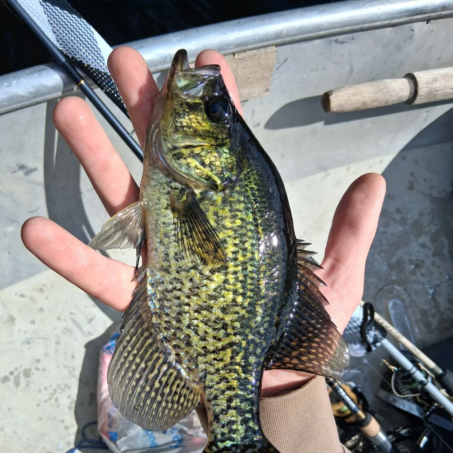 Black crappie caught on Fishbrain