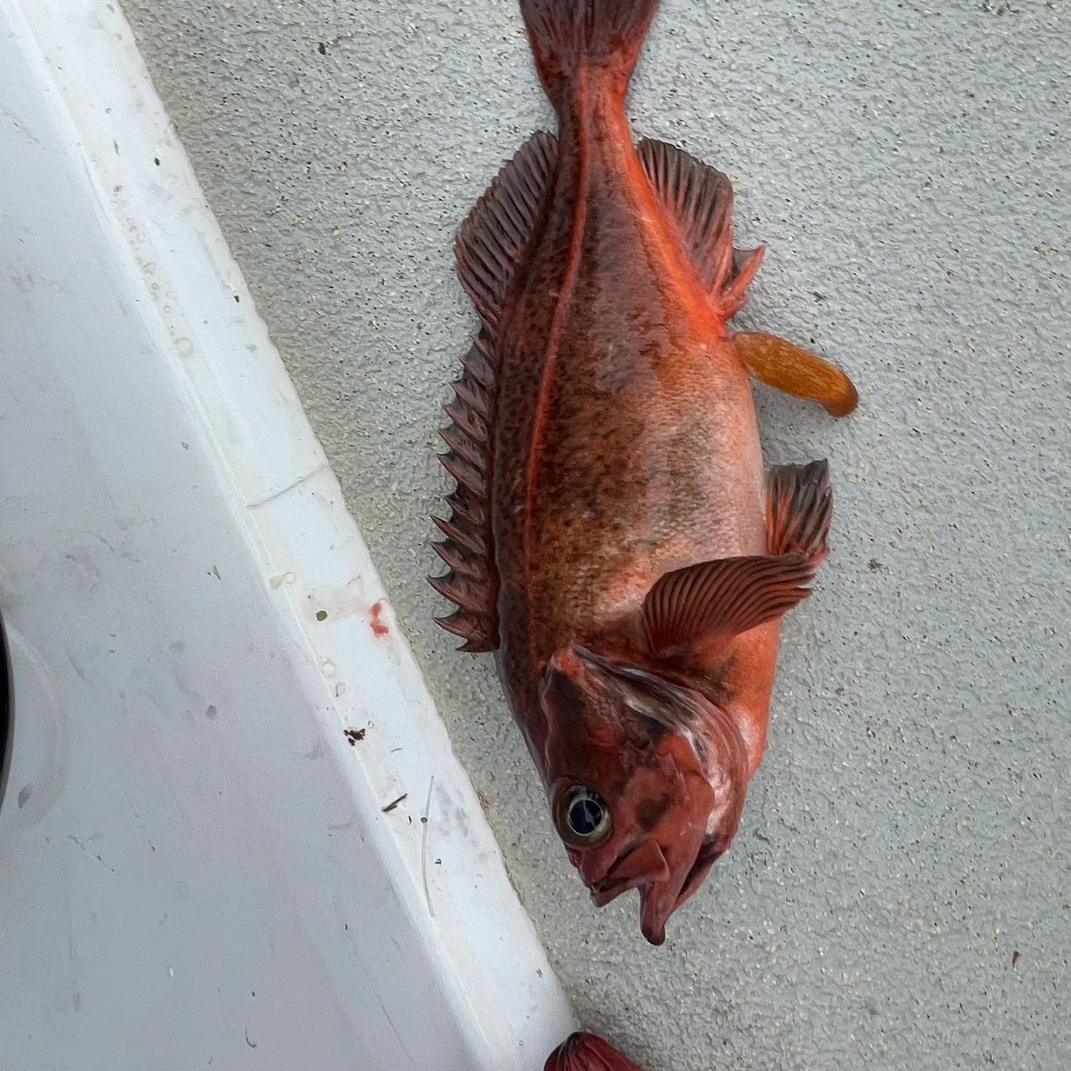 The most recent Mexican rockfish catches on Fishbrain