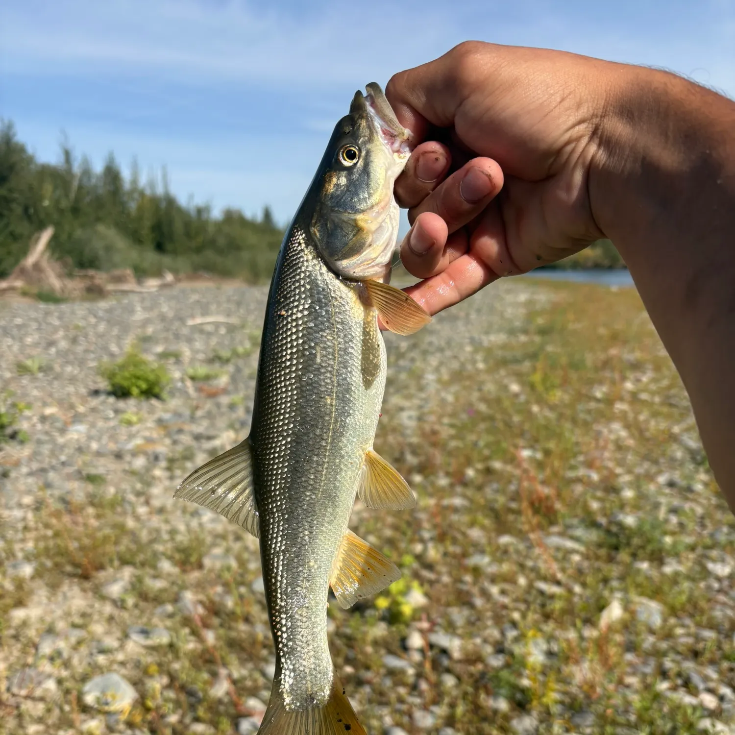 Northern pikeminnow caught on Fishbrain