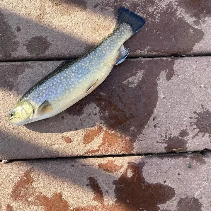 Brook trout caught on Fishbrain