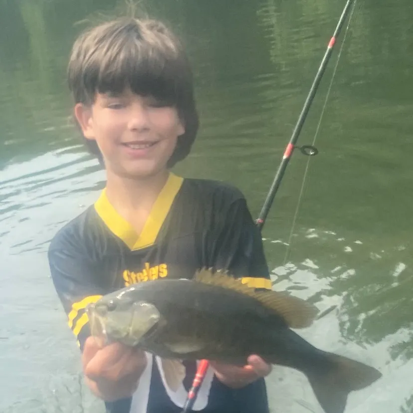 The most recent Smallmouth bass catches on Fishbrain