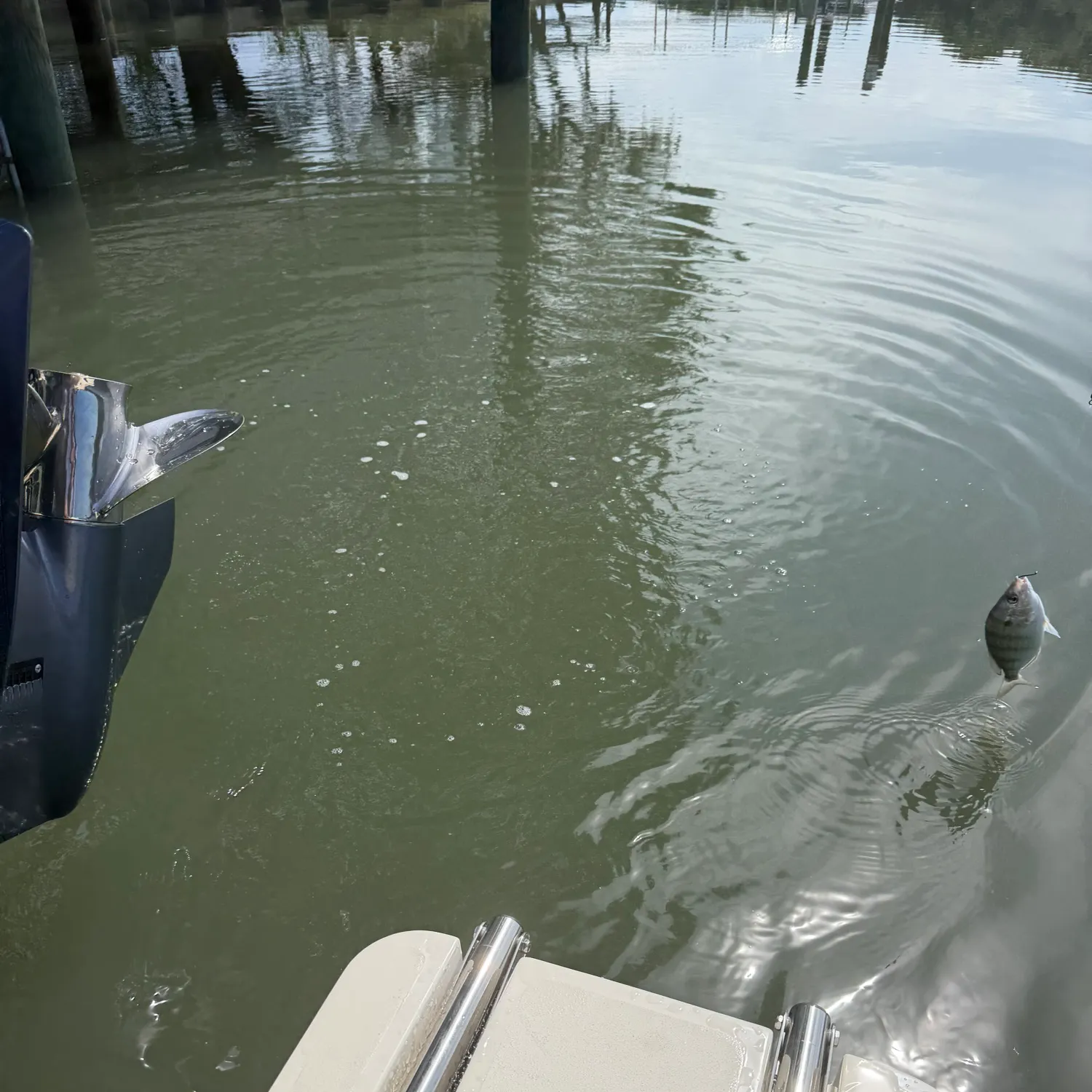 Pinfish caught on Fishbrain
