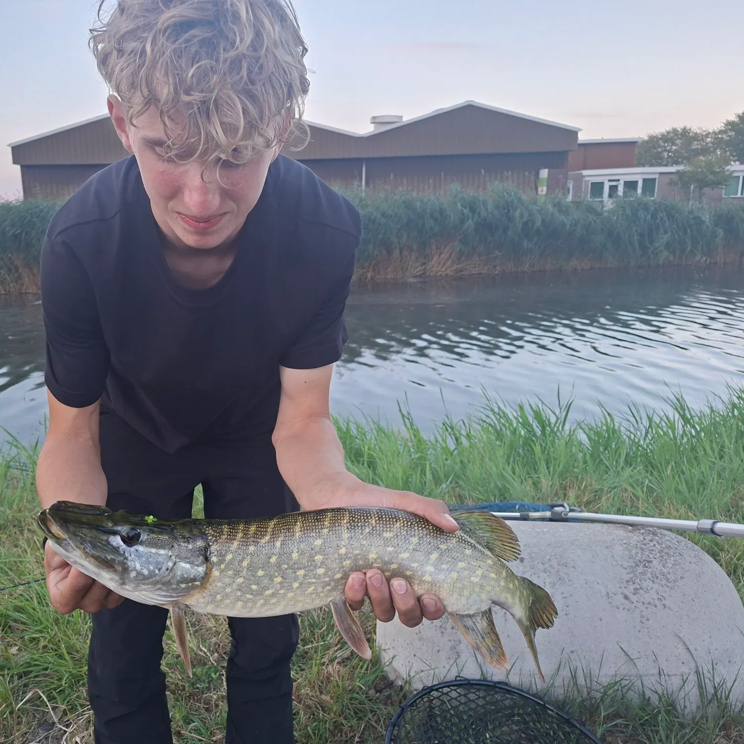 Northern pike caught on Fishbrain