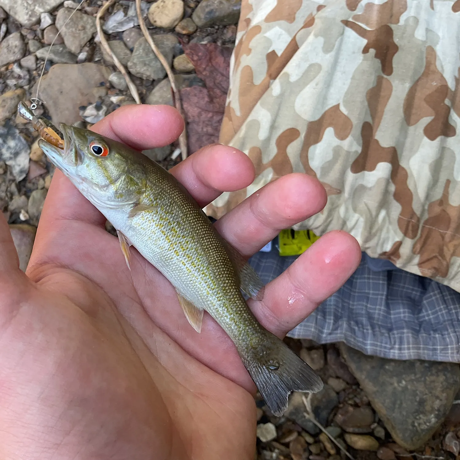 Smallmouth bass caught on Fishbrain
