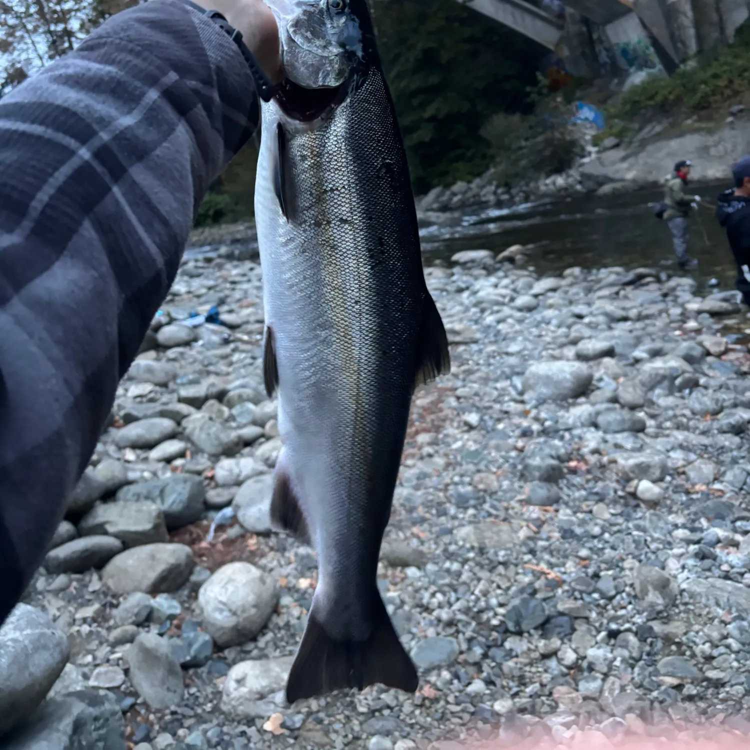 Coho salmon caught on Fishbrain