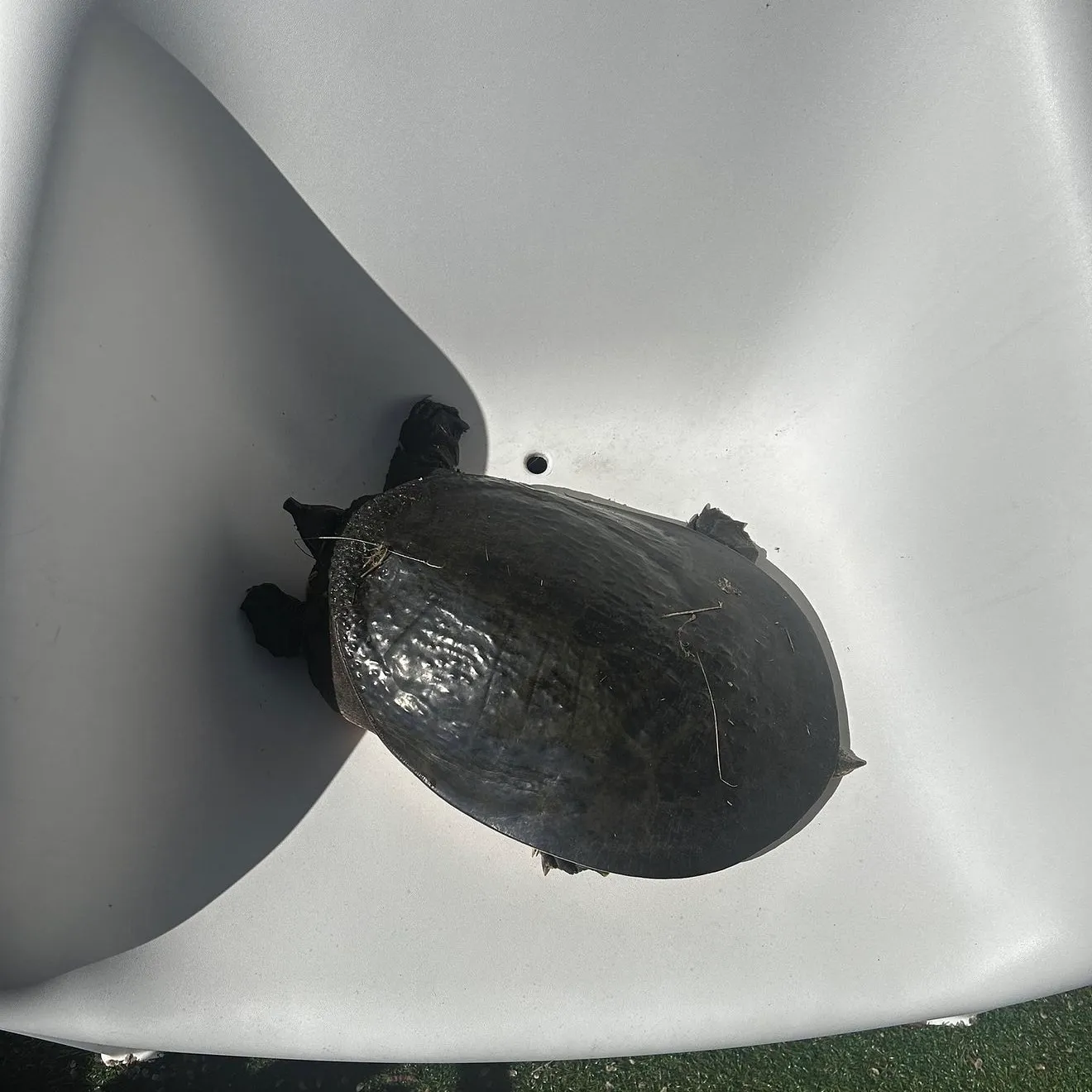 The most recent Tomtate grunt catches on Fishbrain