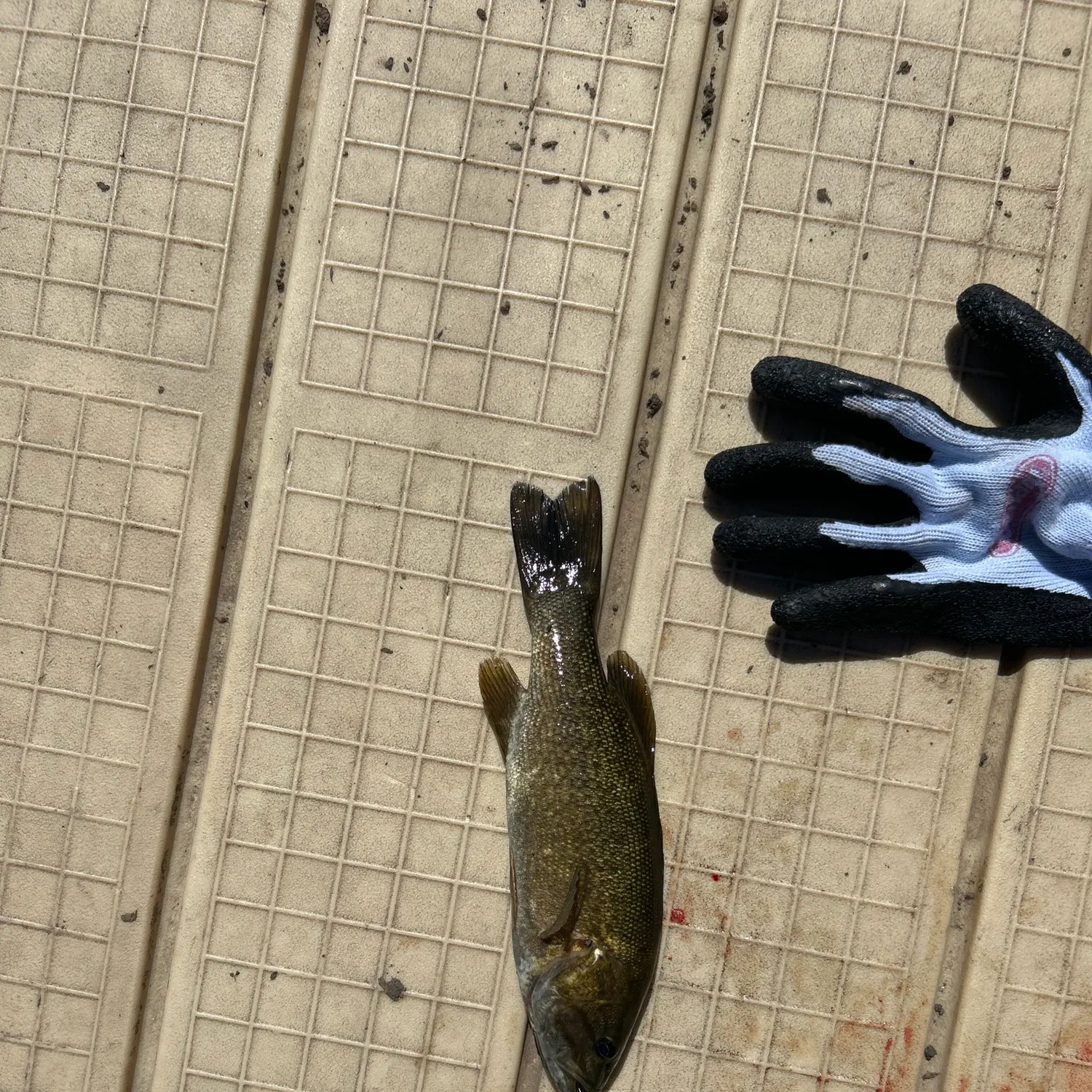 Smallmouth bass caught on Fishbrain