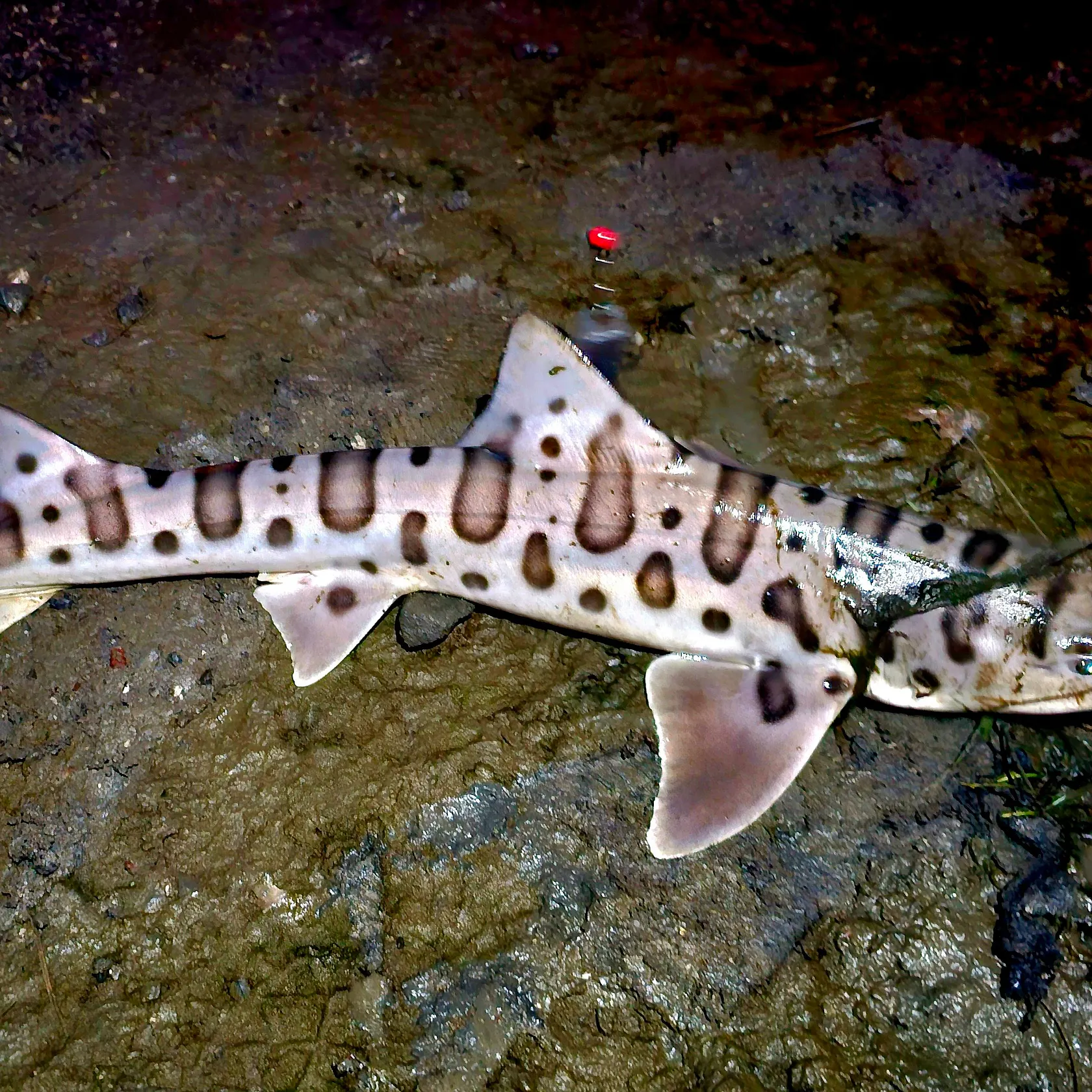 Leopard shark caught on Fishbrain