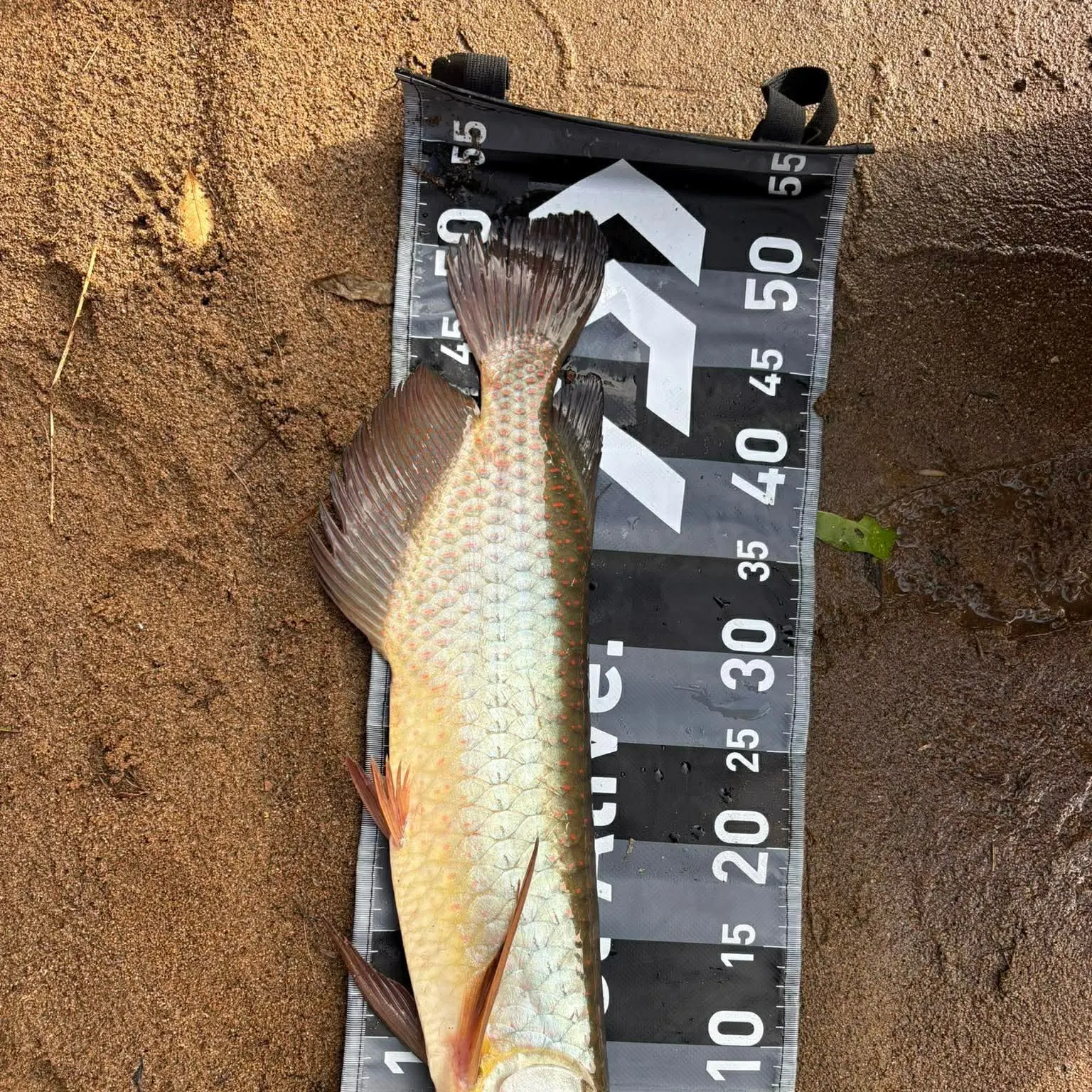 The most recent Spotted bonytongue catches on Fishbrain