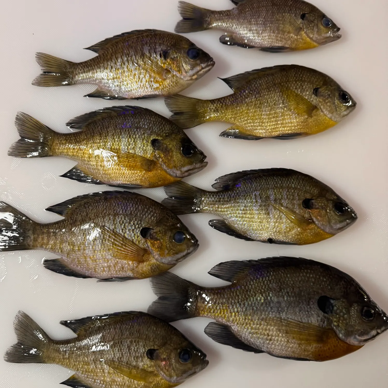 recently logged catches