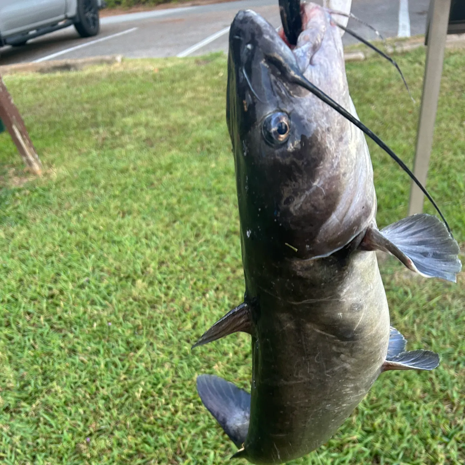 Blue catfish caught on Fishbrain
