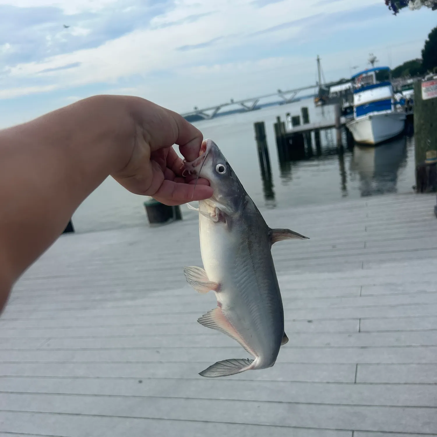 catch