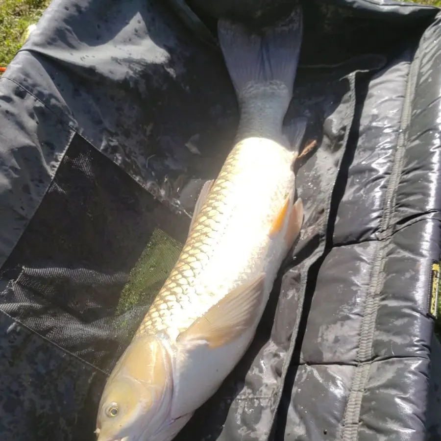 Fish caught on Fishbrain