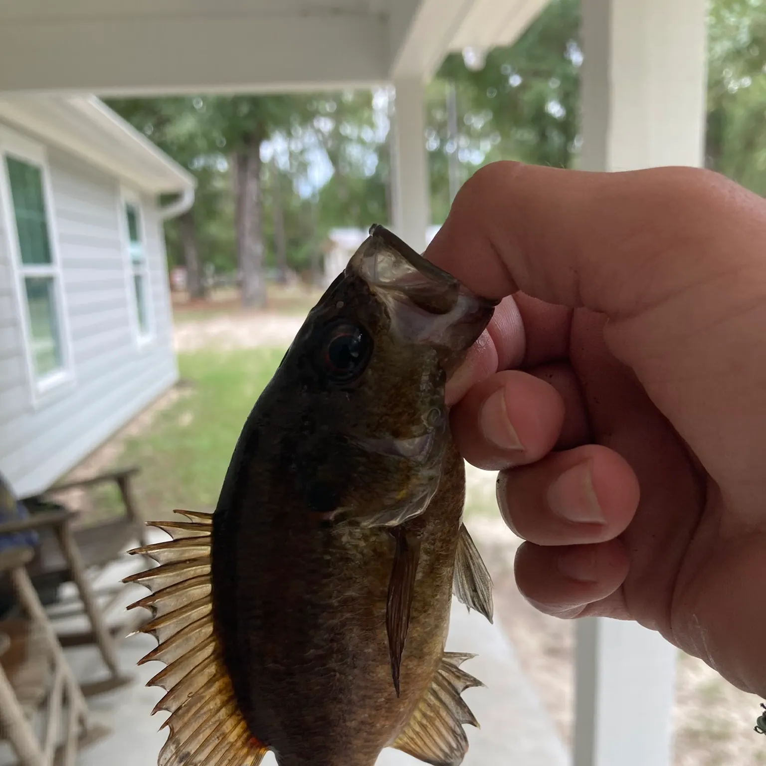 The most recent Warmouth catches on Fishbrain