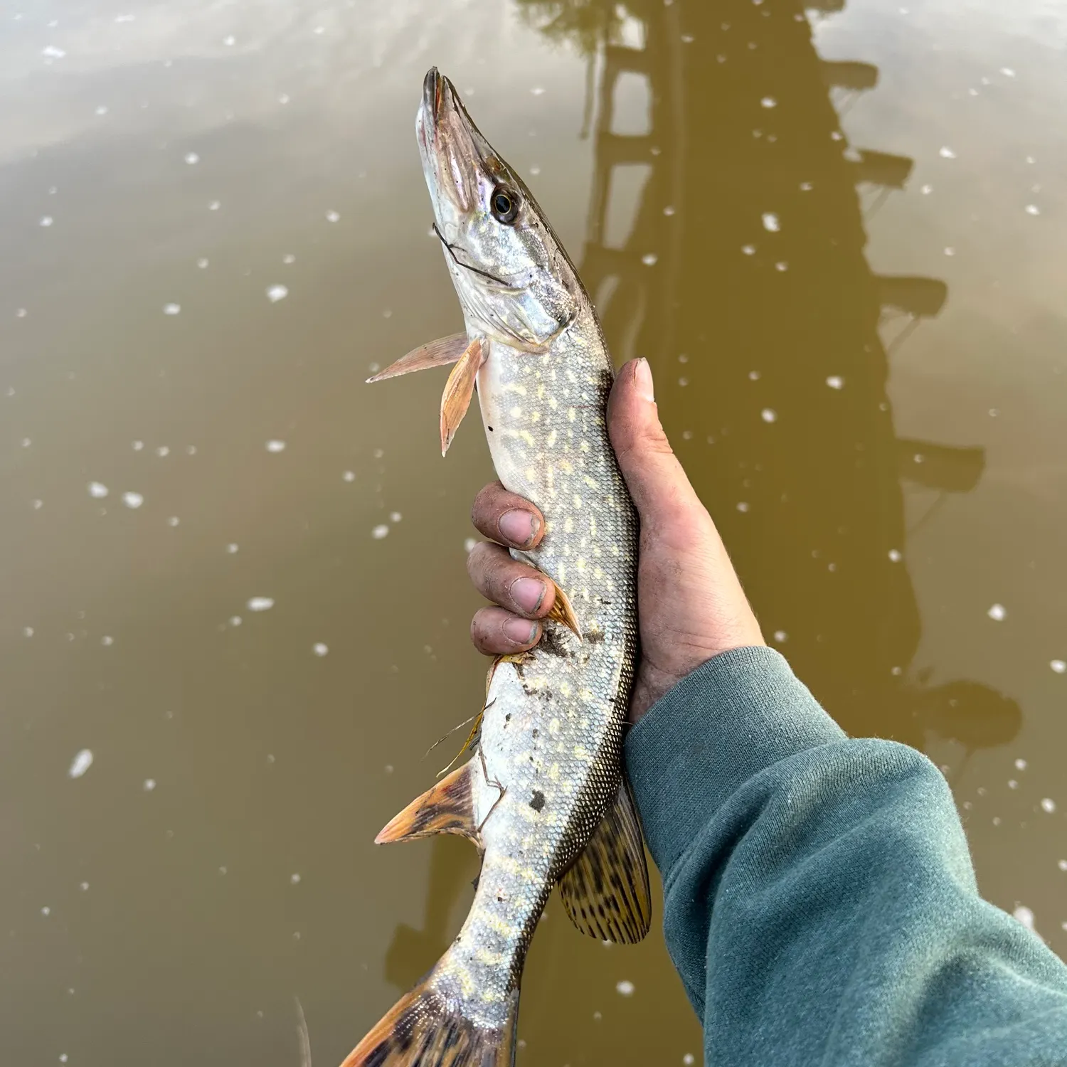 Northern pike caught on Fishbrain