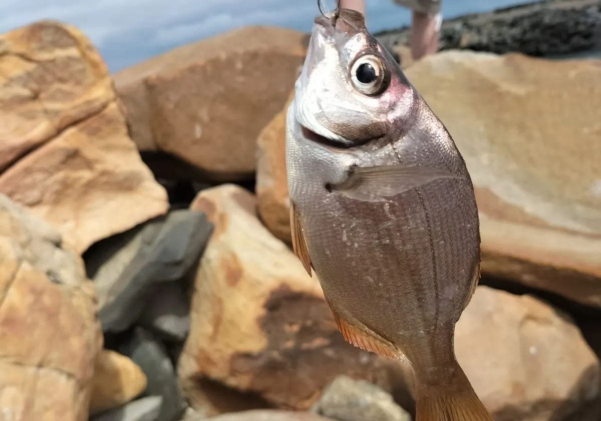 Hottentot seabream