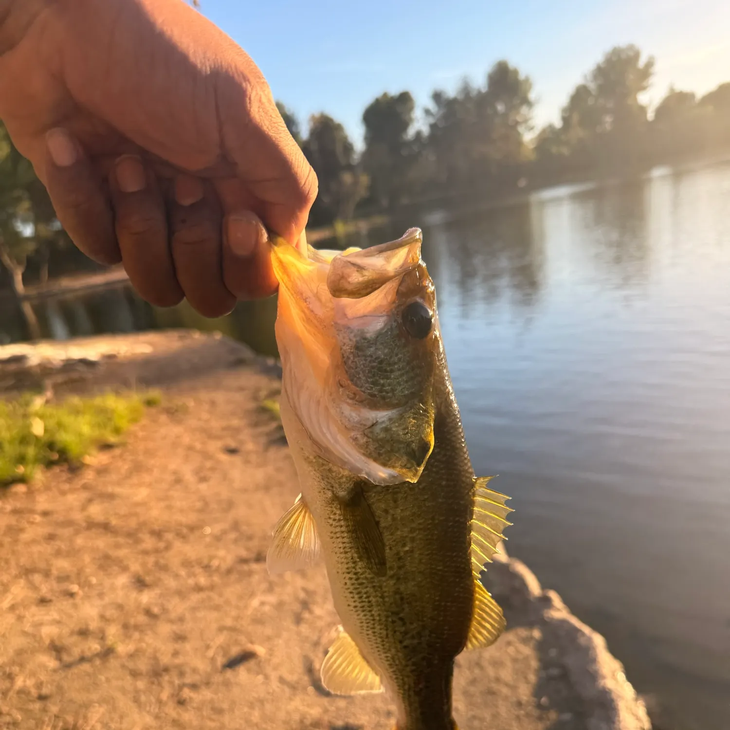 Largemouth bass caught on Fishbrain
